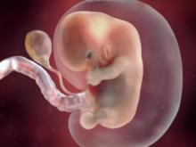 عکس جنین در هفته هفتم بارداری
