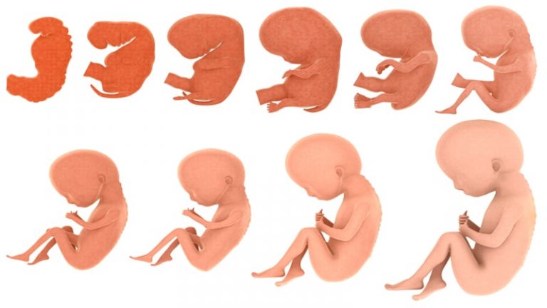  رشد جنین هفته به هفته و طول و وزن جنین