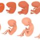  رشد جنین هفته به هفته و طول و وزن جنین